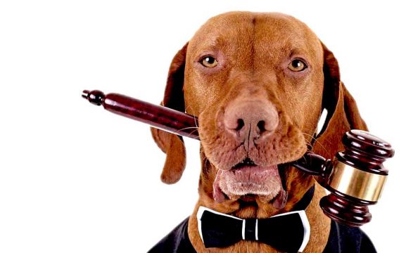 APARTMANDA EVCİL HAYVAN BESLENİR Mİ? 